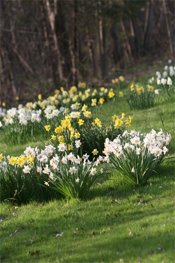 Daffodils